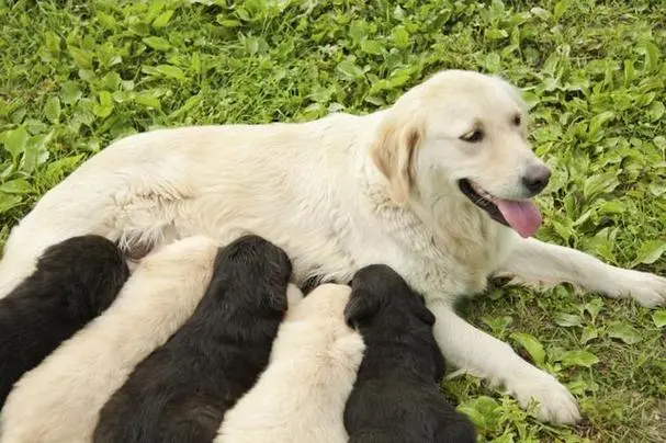 Dog mothers who have just given birth to dogs are more vigilant