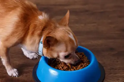 The impact of pet food on pets 2