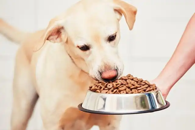 The impact of pet food on pets 4