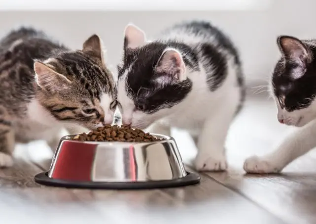 The impact of pet food on pets 5