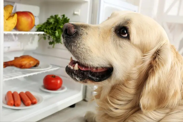Apples, bananas, blueberries and other fruits are also healthy foods that dogs can eat for a long time