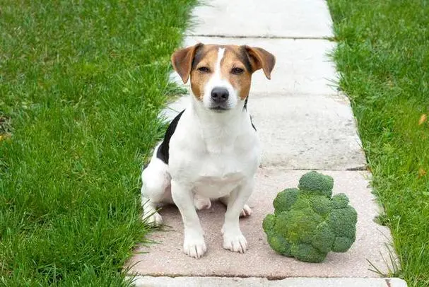 Broccoli is rich in protein, minerals, vitamins, etc., and is a very healthy food for dogs