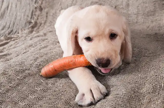 Chewing carrots can clean your dog’s teeth