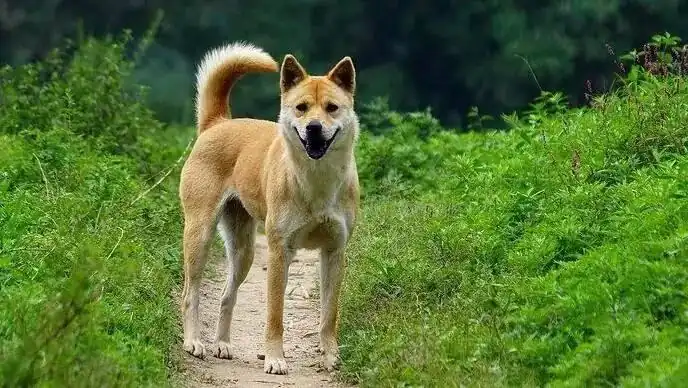 Chinese pastoral dog