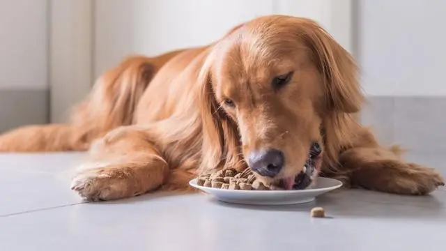 Dogs also need a moderate amount of carbohydrates as a source of energy