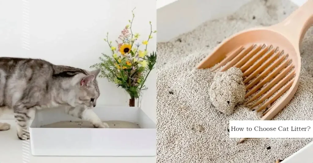 How to Choose Cat Litter