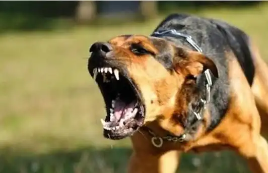 How to identify a biting dog?