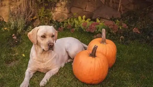 Pumpkin is an excellent source of vitamin A and fiber, which is good for your dog’s digestive system