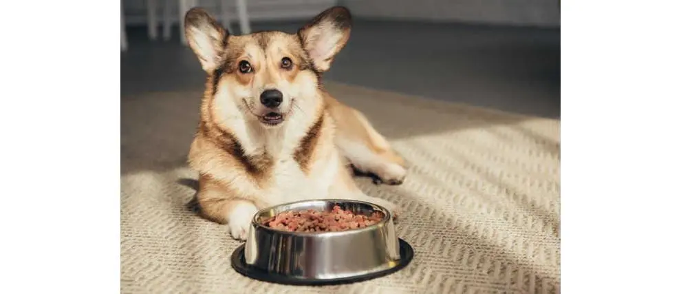 fat is also an integral part of a dog’s diet