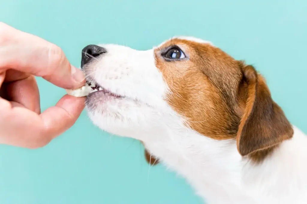 4 Key Points for Choosing Dog Snacks