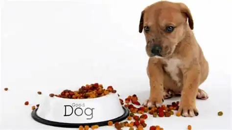 5 Reasons Why Dogs Don't Eat
