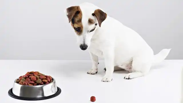 5 Tips to Improve Your Dog's Lack of Eating