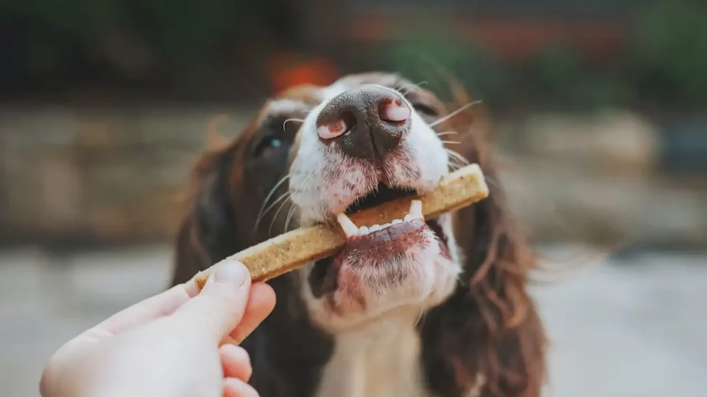 5 Ways to Solve Your Old Dog's Picky Eating Problem