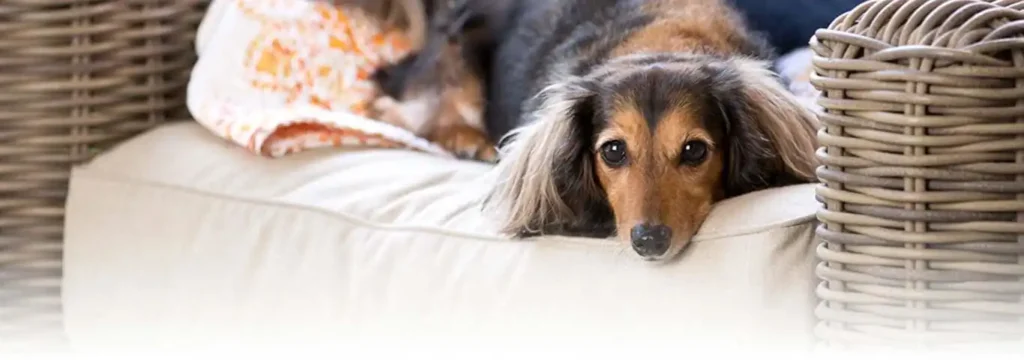 6 Ways to Relieve Depression in Dogs