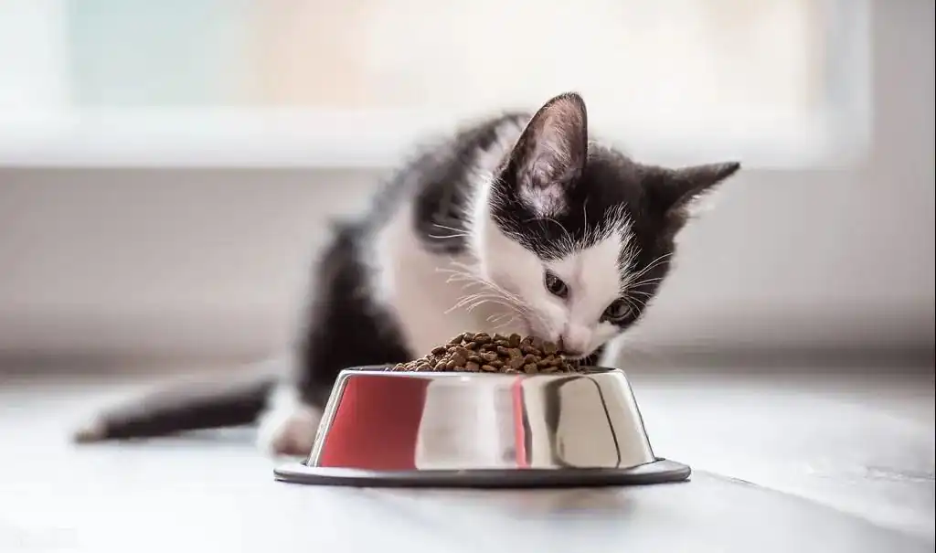 9 Ways to Adjust Your Cat's Picky Eating