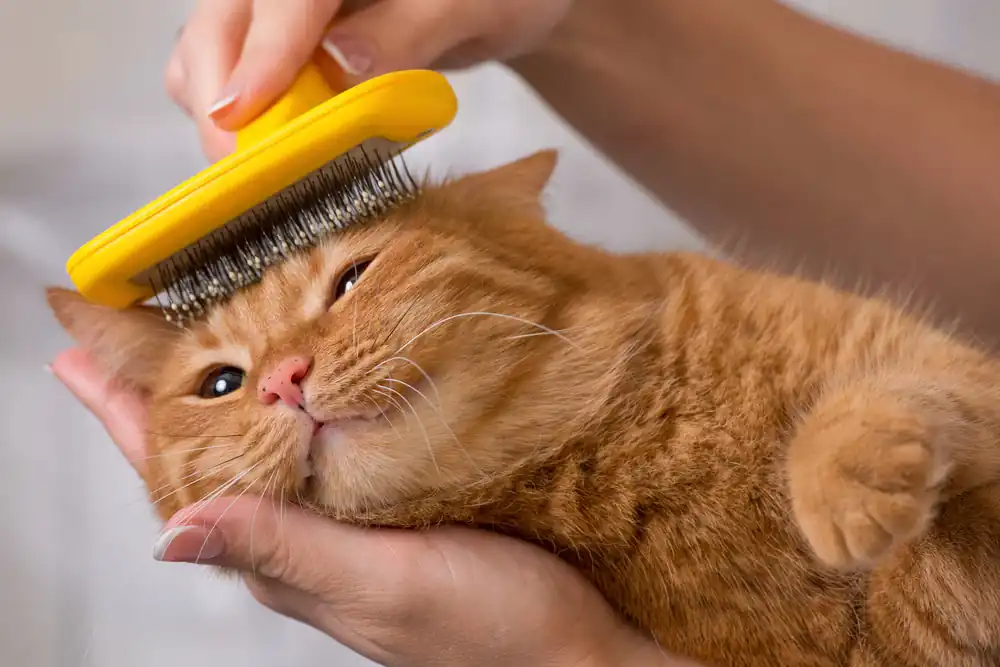 Comb your cat's hair every day