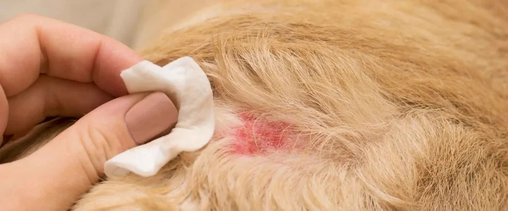 Dog skin disease symptoms include these!
