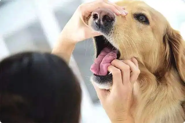 Dogs do not eat reason 1 - oral problems