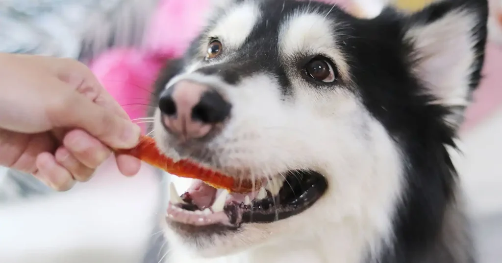 Dogs picky eaters common reason 6: snacks without limitations