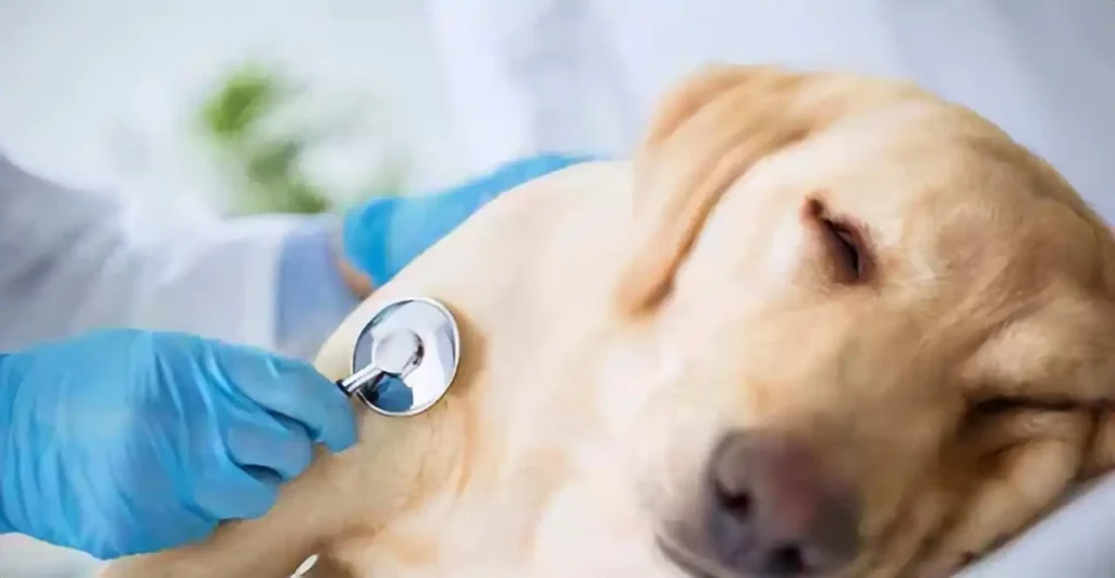 Gastroenteritis in Dogs? Is it okay not to eat?