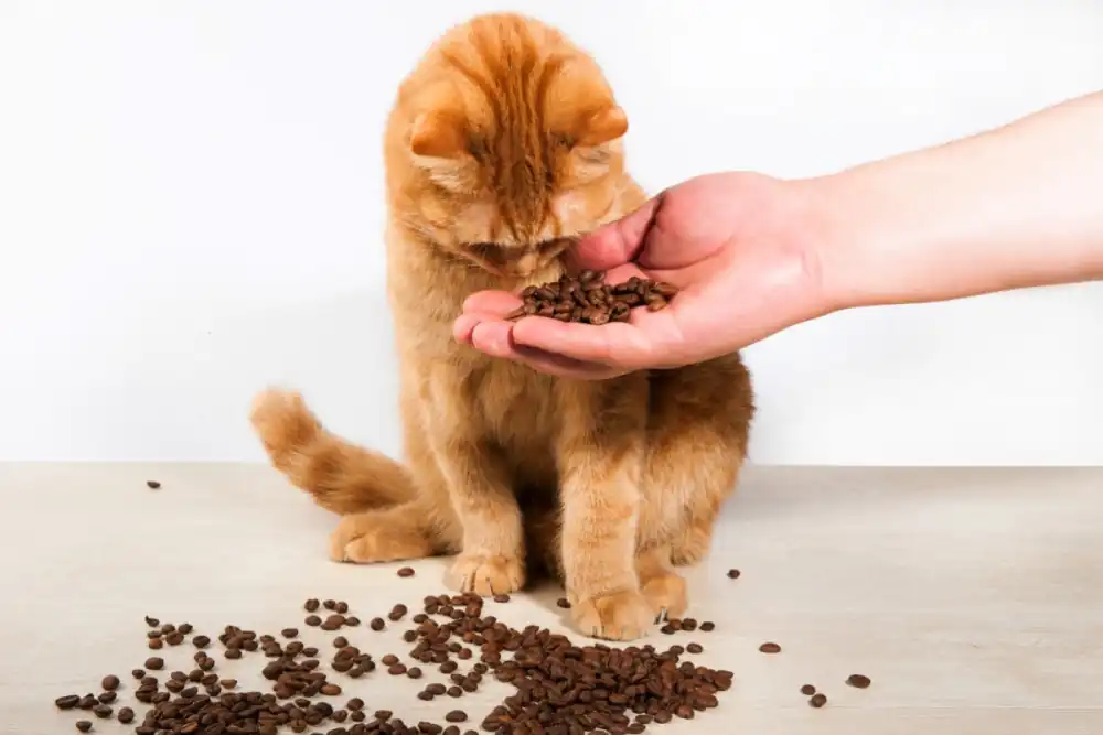 Cat Food Safety Crisis! What are the symptoms of hypokalemia?