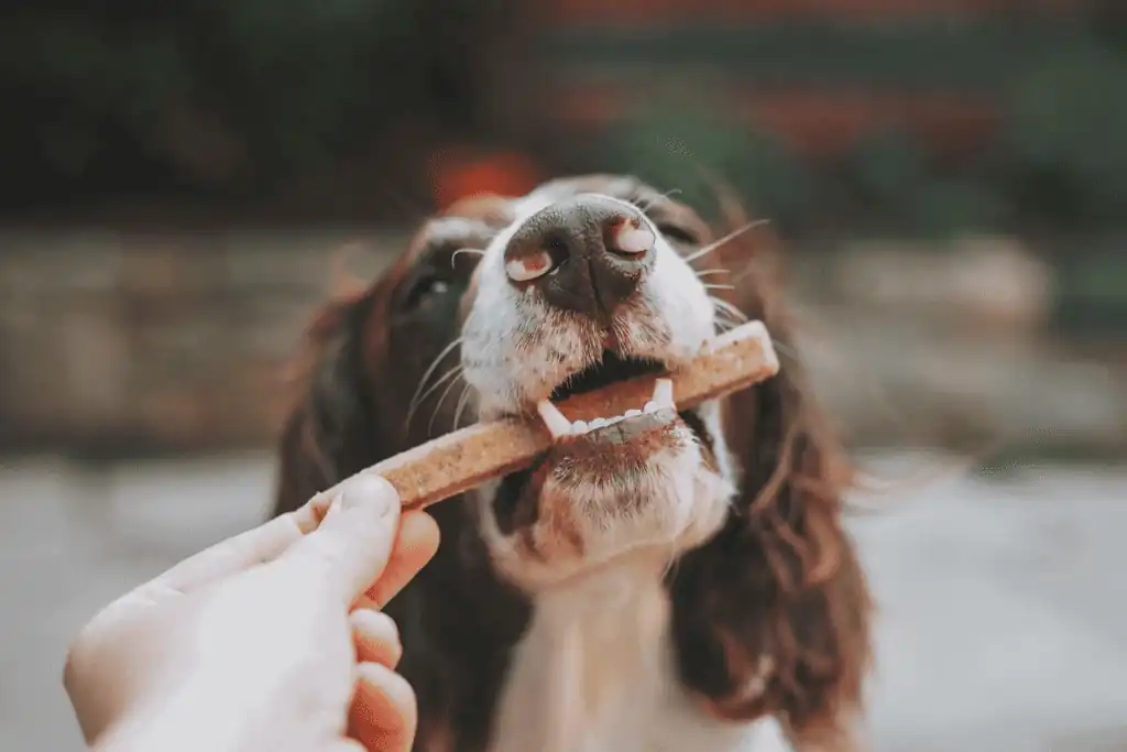 How to choose dog snacks?