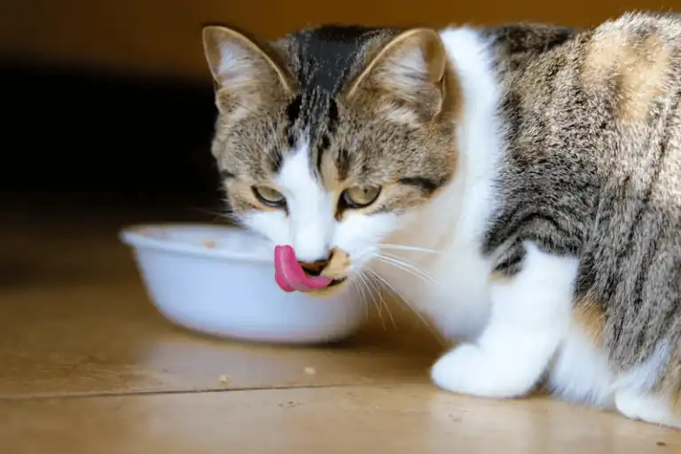 How to let cats eat freeze-dried cat food?