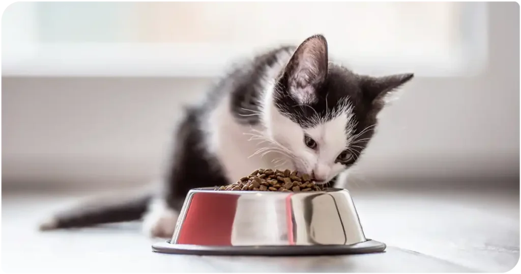 Nutritional Requirements for Kittens