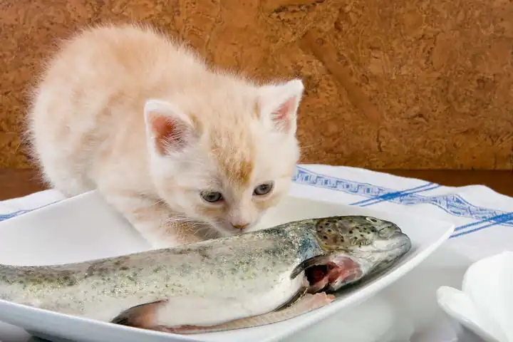 What are the best foods to provide kittens with extra nutrients?