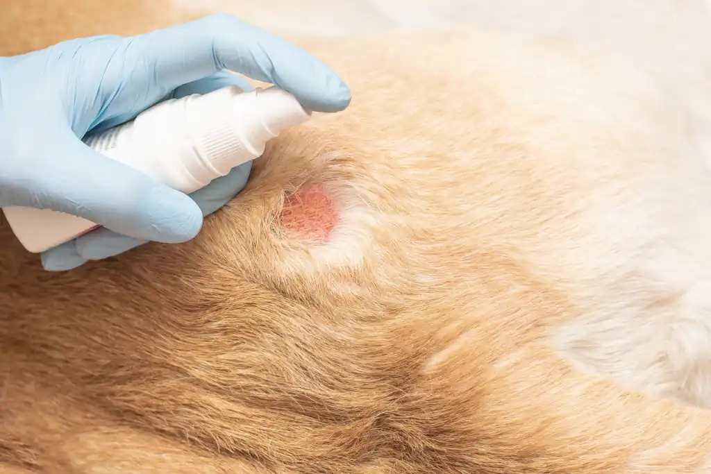 What are the types of dog skin diseases?