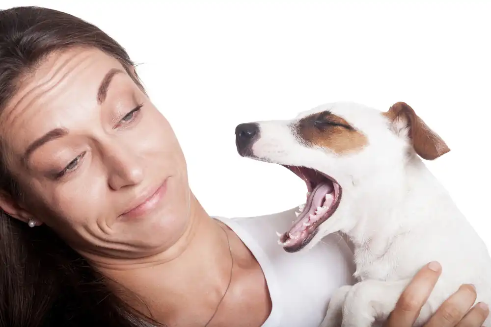 What can I do about my dog's bad breath?