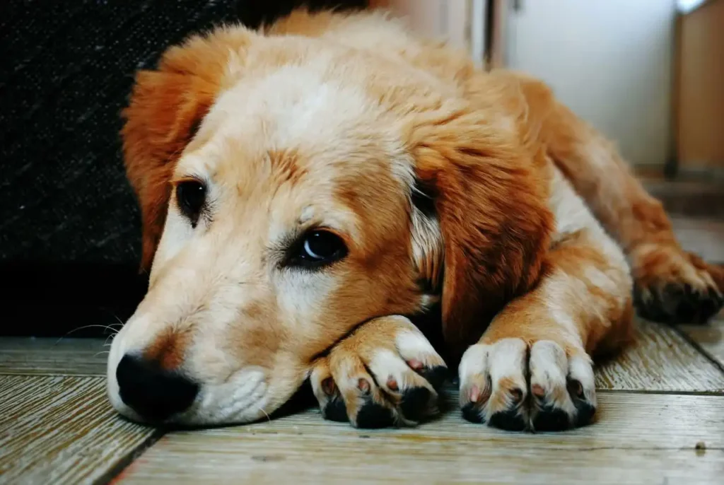 Why do dogs show signs of dander?
