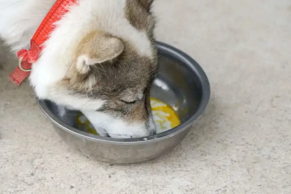 Are raw eggs good for dogs?