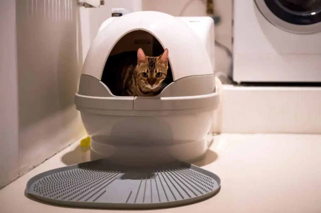 Covered & Enclosed litter box