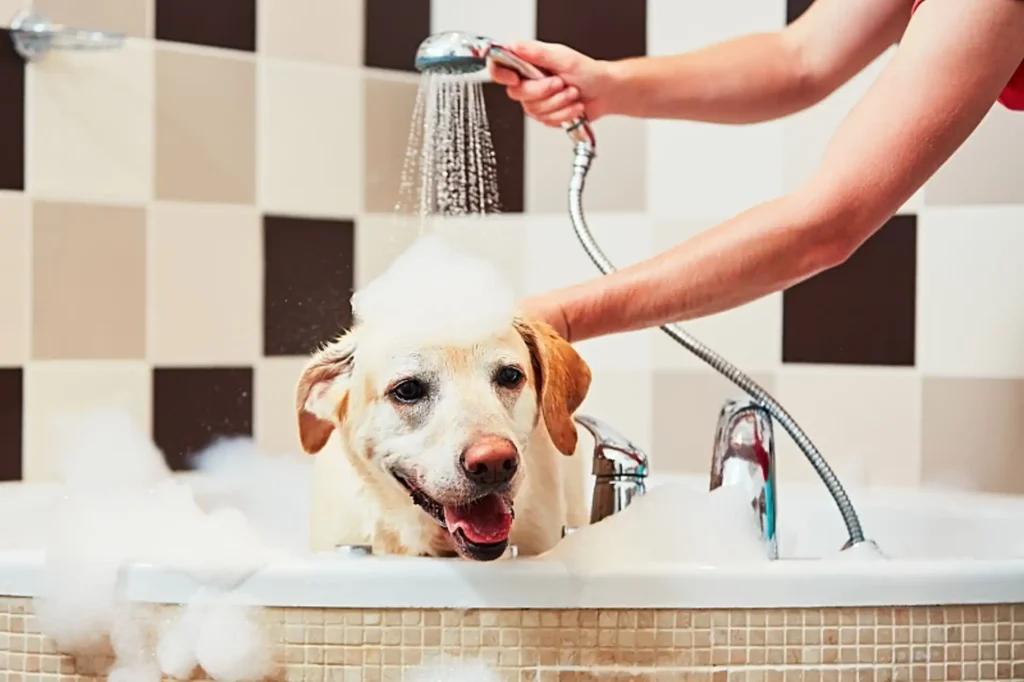 Dog Bathing 5 Steps to a Clean Dog Bathing