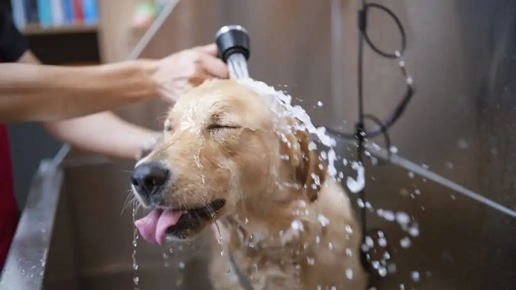 Dog Bathing Notes