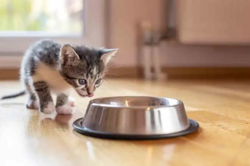 Feeding a kitten is different from feeding a baby