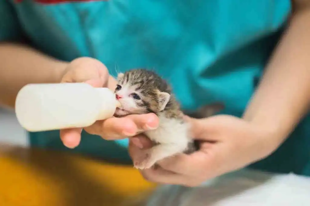 Four steps to take care of your kitten