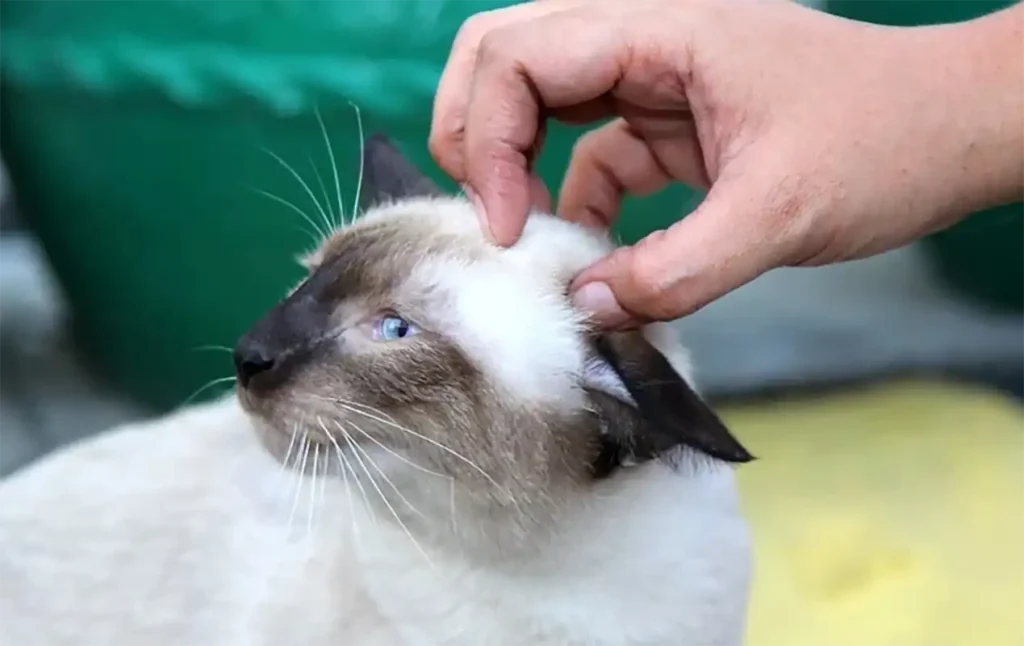 Head Massage for Cats