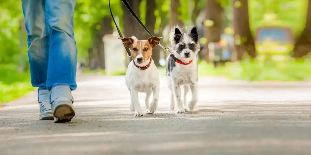 How Often Should You Walk Your Dog?