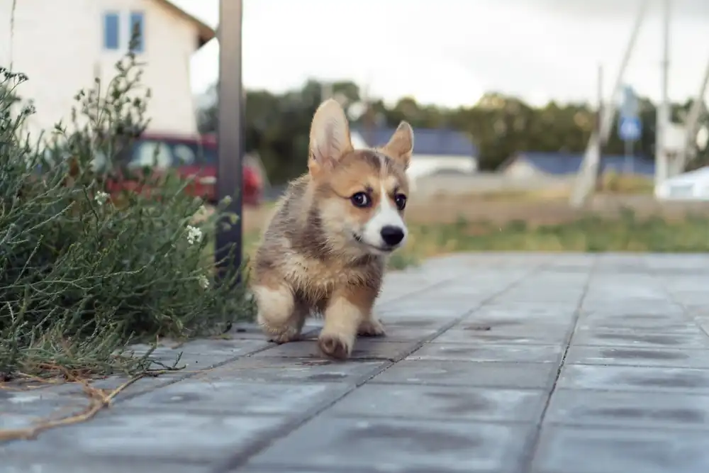 How to Socialize a Puppy