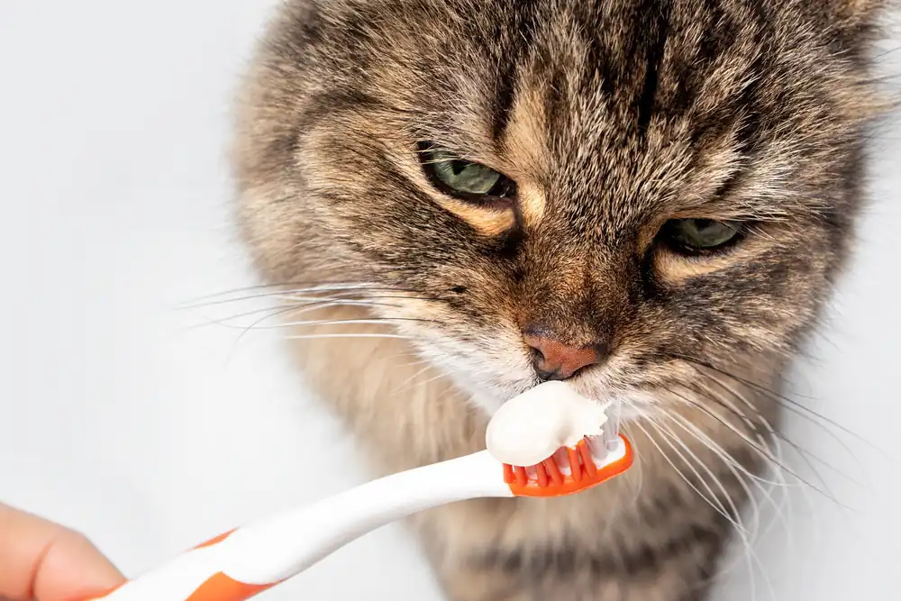 How to choose toothpaste and toothbrushes for cats and kittens?