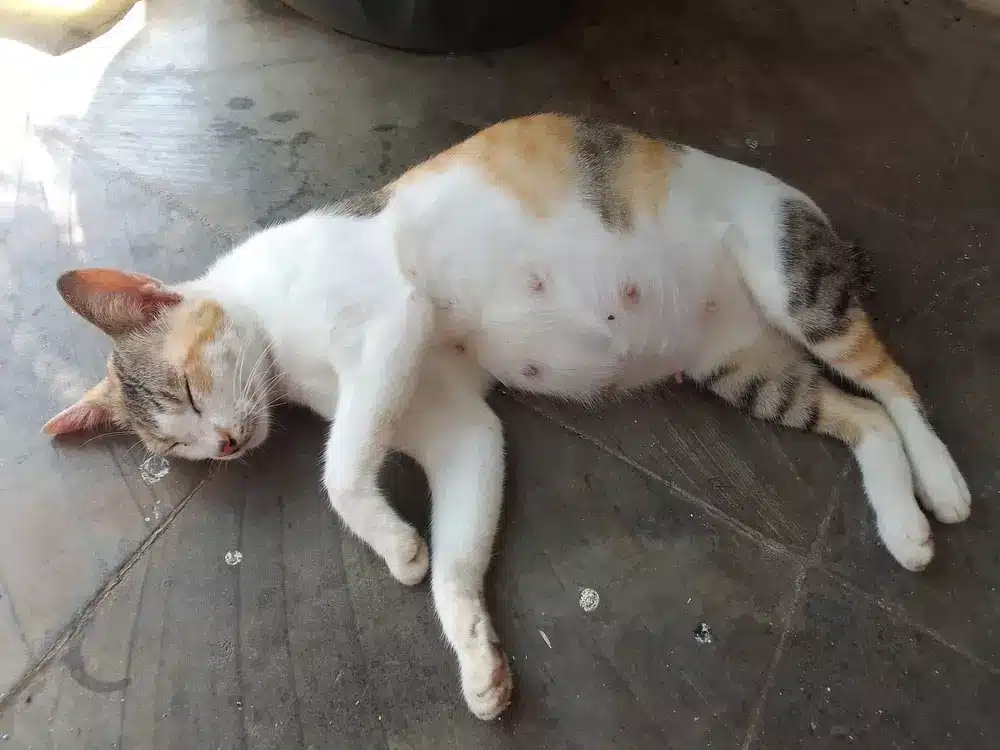 How to tell if my cat is pregnant?