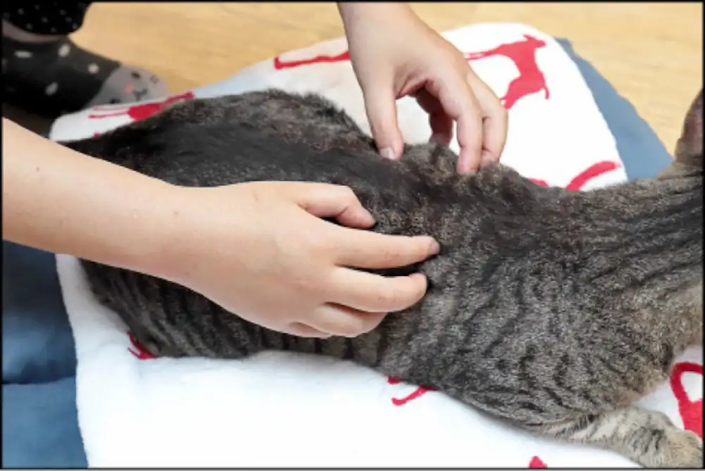 Massage your cat's back