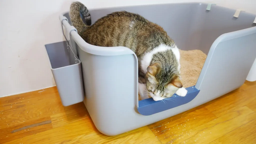 Open top litter box