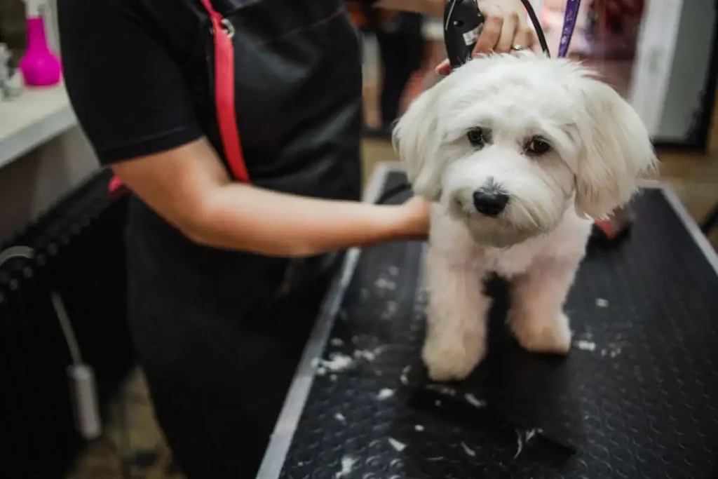 Should You Shave Your Dog in the Summer?
