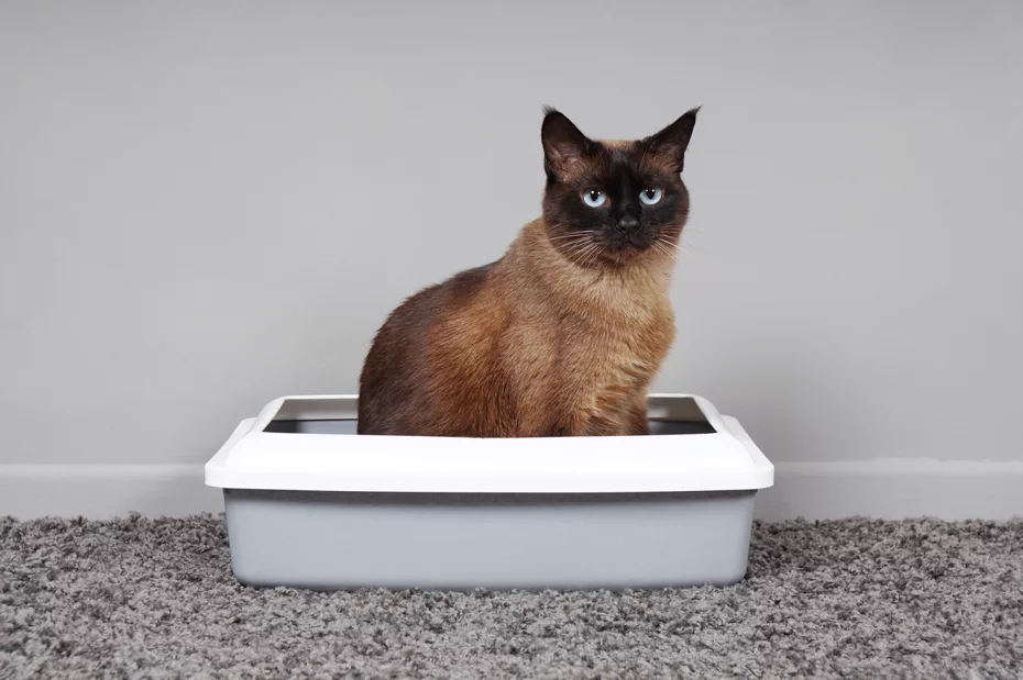 Training your cat to use a litter box