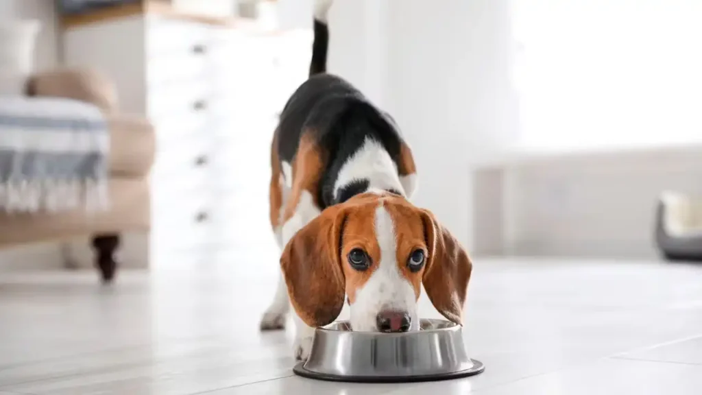 When can puppies eat adult dog food?