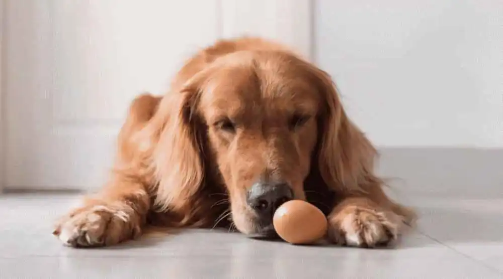 Why are eggs good for dogs?