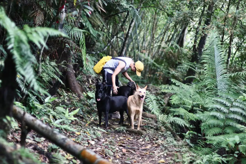 take your dog outside and enjoy a healthy walk